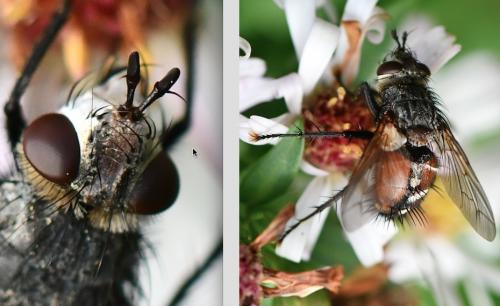 Peleteria rubescens